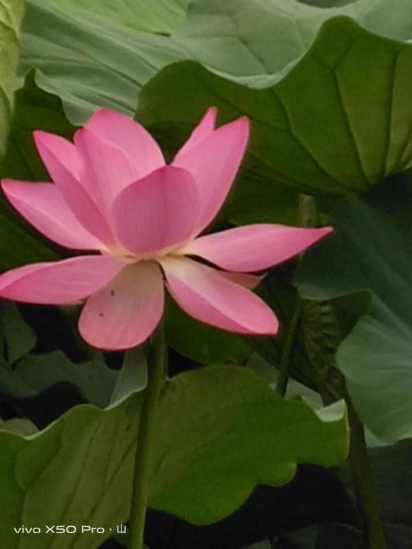 一路走來一路拍，只是想把美景分享給朋友們