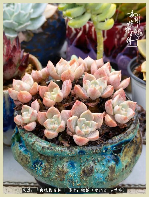 世間瞬息萬變，我們的友誼不變，閨蜜相聚，賞肉言歡