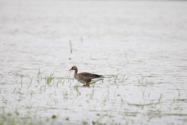 白鷺、蒼鷺、鴛鴦、反嘴鷸……候鳥大部隊陸續集結青山湖