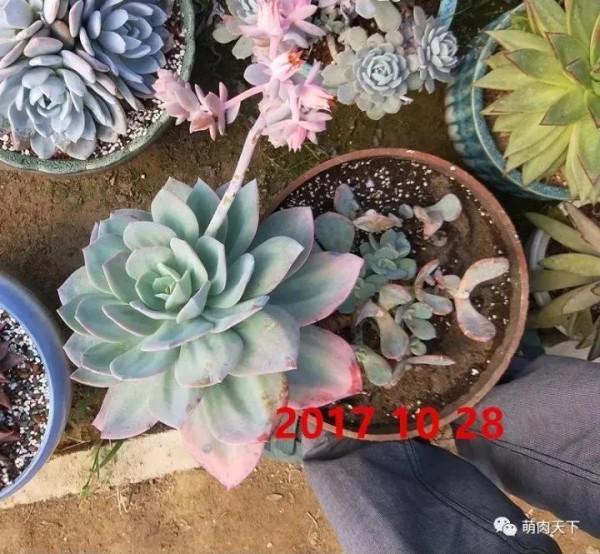 10年白鳳成長記錄