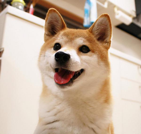 為什麼養柴犬的人很少 原來是這麼一回事