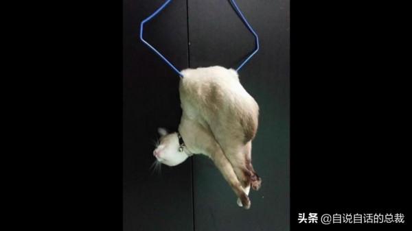 液體貓咪之謎：為什麼說貓都是液體？這竟然是被證明過的科學結論