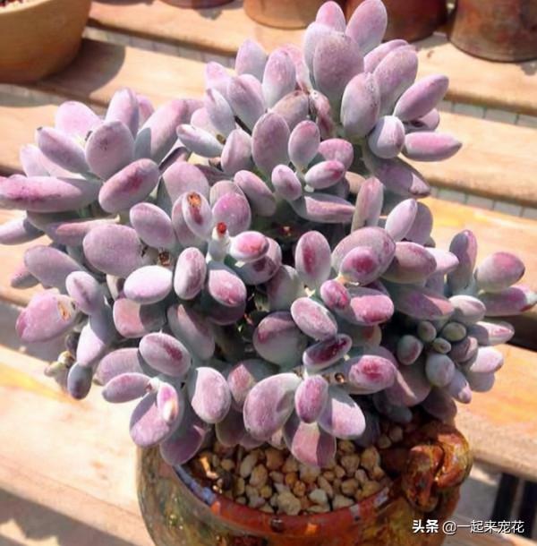 推薦款容易爆頭的多肉，皮實好養長得快，一次養10盆不嫌多