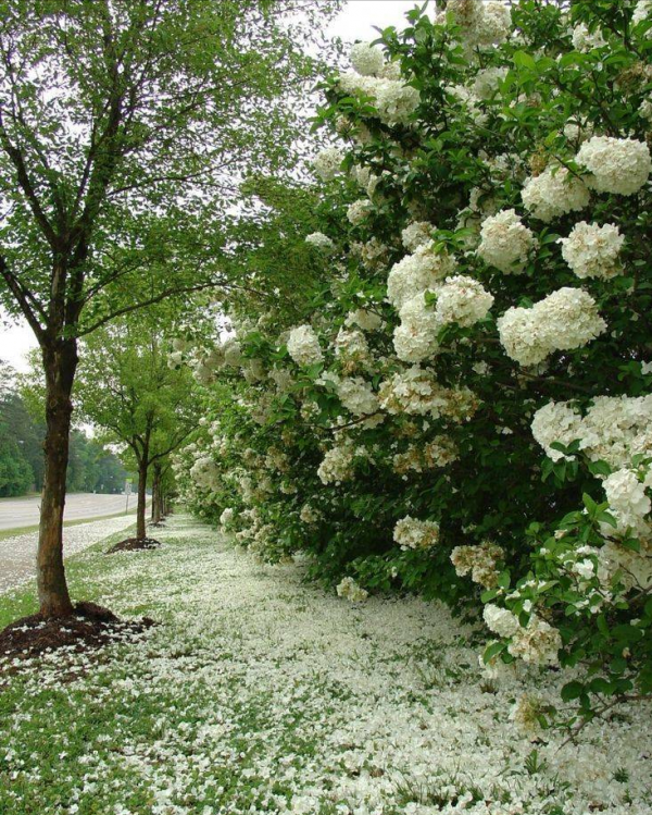 適合庭院種的“四大名貴樹”，經典美麗寓意好，寓意深遠價值高