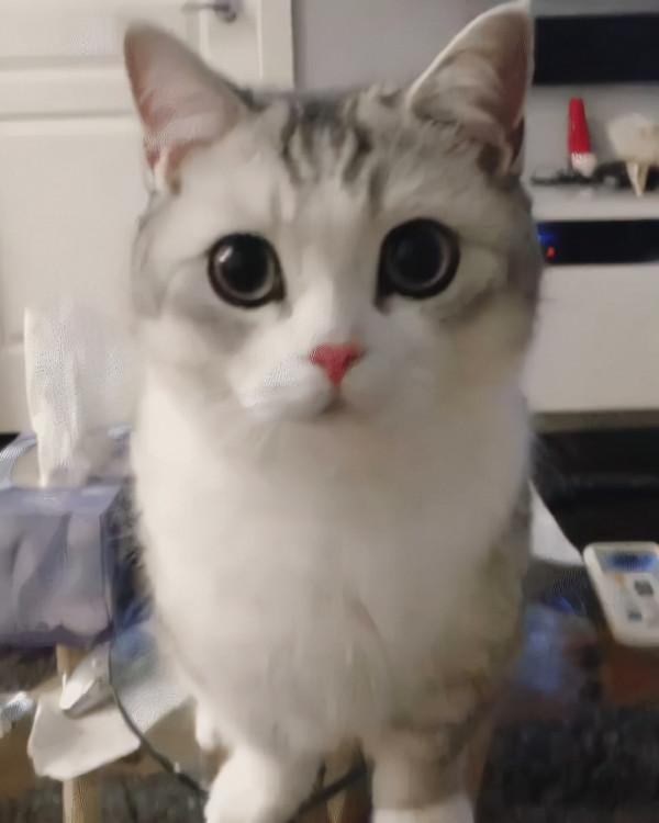 喵星人可愛表情包來了