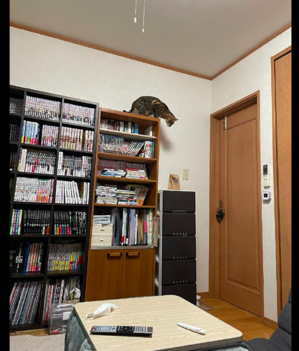 家裡多了個紙袋子,貓咪就開始全方位監視,伸長脖子的模樣我笑了 家裡多了個紙袋子,貓咪就開始全方位監視,伸長脖子的模樣我笑了