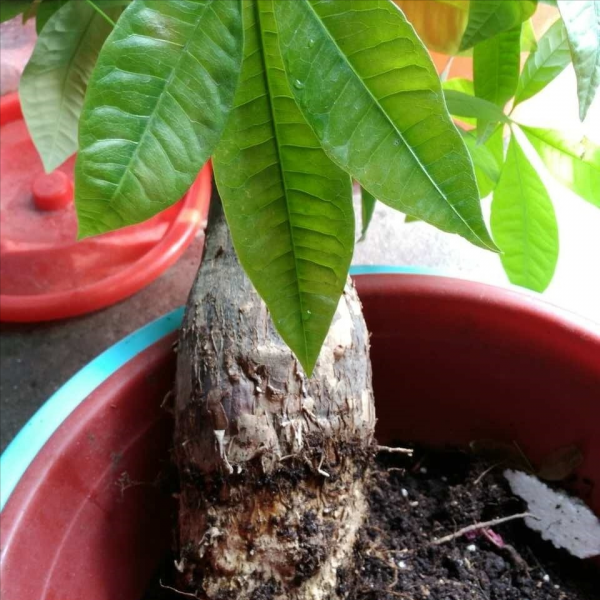 6種“肥胖花”冬天餓著養，越餓越長壽，多澆一杯水，黃葉死翹翹