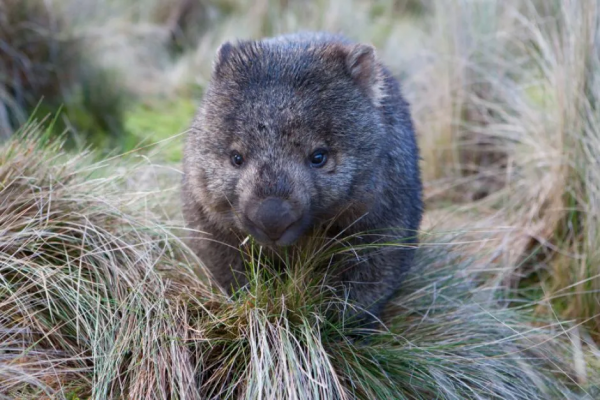 這個澳洲土肥圓紅了！靠拉粑粑和賣萌圈粉眾多，卻發現原來是社恐