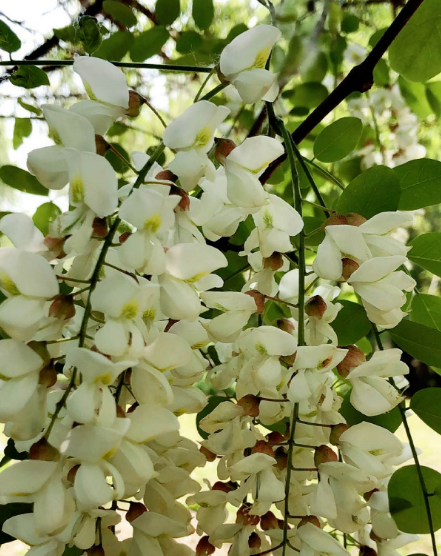 槐花能吃好處多，但為啥院子裡種得少，原因有三點