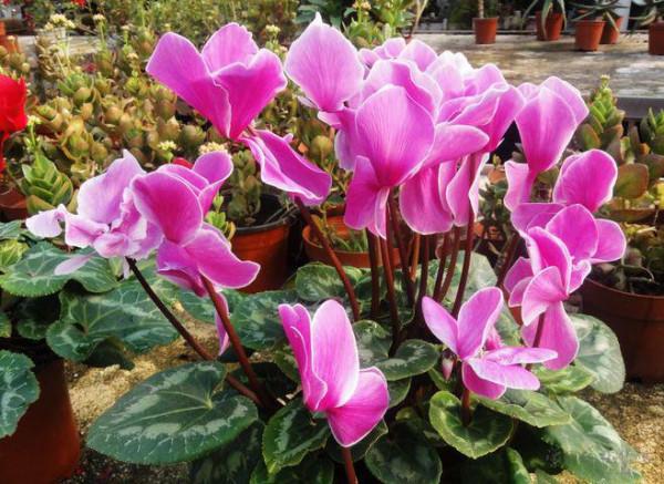 仙客來養護技巧和要點分享,大家都記好了 仙客來養護技巧和要點分享,大家都記好了