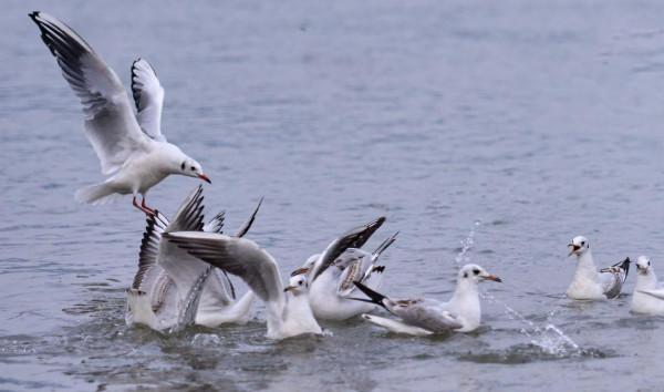 紅嘴鷗，一首生命的歌
