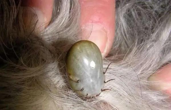 如果你家裡的牛身上突然出現幾十上百隻的牛蜱,你要怎麼做呢? 如果你家裡的牛身上突然出現幾十上百隻的牛蜱,你要怎麼做呢?