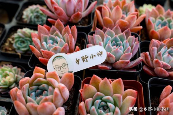 曾經的天價多肉，如今價格不貴，氣質依舊，月影系顏值之最