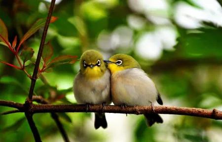 60多張雙比翼鳥圖欣賞