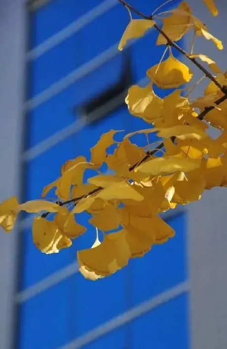 旅遊月曆 丨 十月的大廠,秋光正好 旅遊月曆 丨 十月的大廠,秋光正好