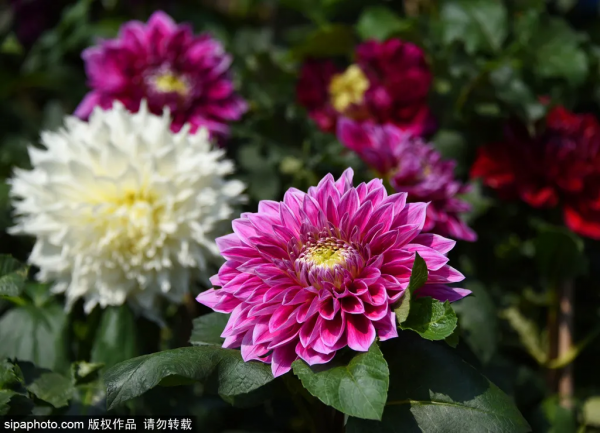 這幾個公園“上新”了，有菊花、蘭花、南瓜、石榴、山楂…