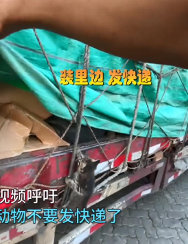 司機貨運途中聽到貓叫，下車檢查時發現了喵：快遞盒都壓扁了