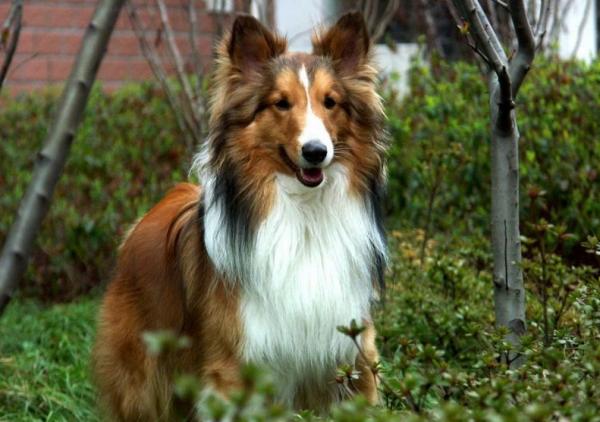 喜樂蒂犬從幾歲開始步入晚年?老了該如何照顧? 喜樂蒂犬從幾歲開始步入晚年?老了該如何照顧?