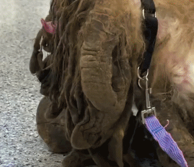 撿到一個小怪獸，脫掉6斤“外套”後，才發現它原本可以那麼美