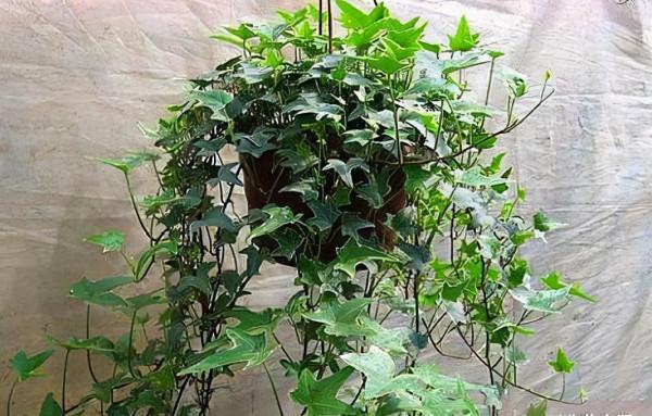 廁所有“蛋腥味”，就養這3種花，吸臭、去腥，“開花”還特香