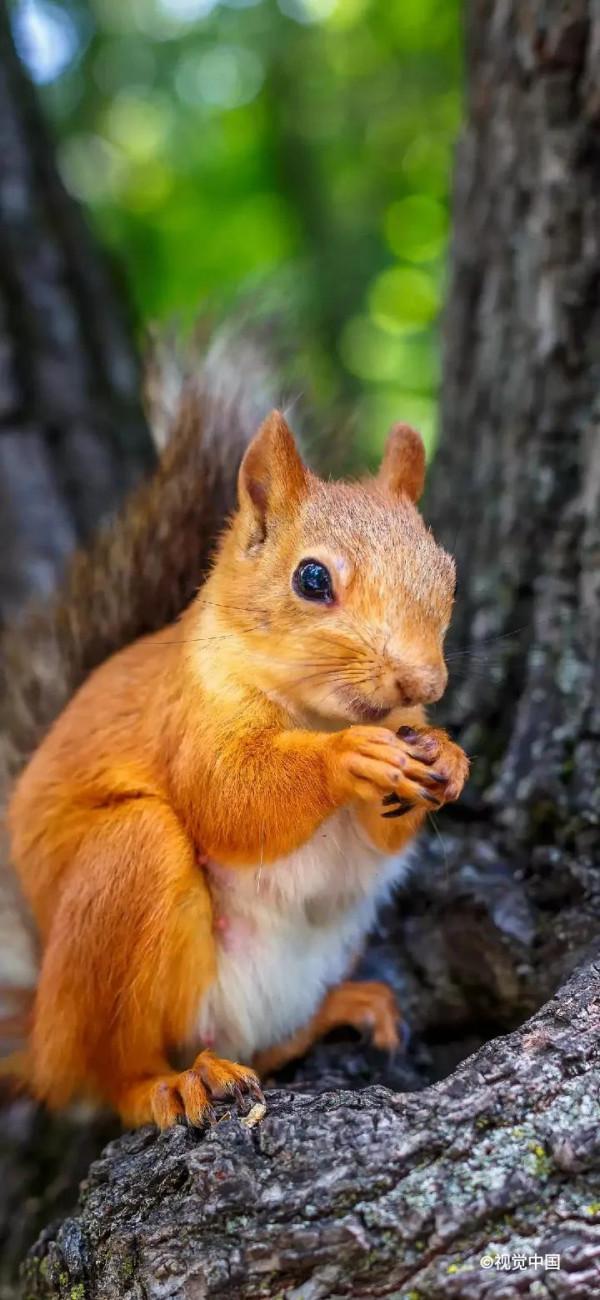 高畫質桌布丨超好看的寵物手機桌布，喜歡小動物的你不要錯過哦