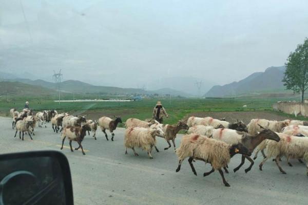 全新標緻4008環青海長測Day1：西寧開始遊記，今天目的地茶卡鎮！