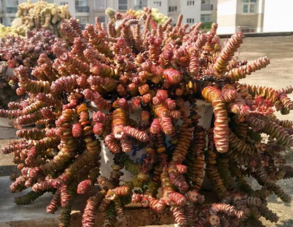 6種漂亮多肉,好養易爆盆,養10盆都不嫌多 6種漂亮多肉,好養易爆盆,養10盆都不嫌多