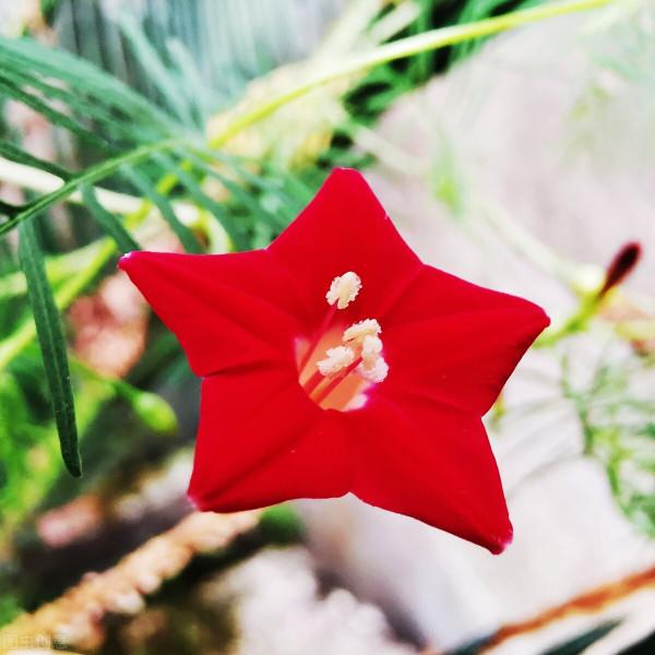 五角紅星花——蔦蘿松