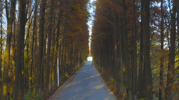 冬日紅杉！望城這條路自帶電影氛圍感→