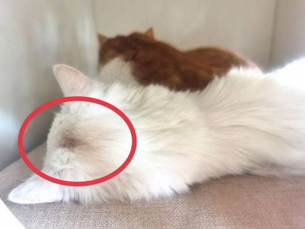 “GFgirls”三小隻 · 申請出道