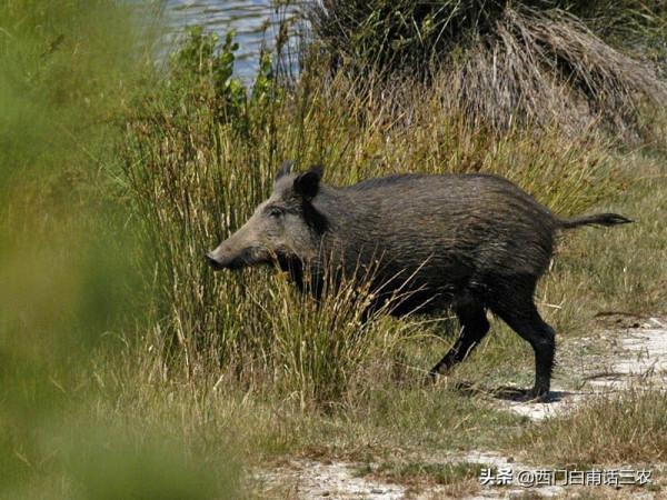 野豬有4千萬年歷史,把家豬放到野外3年,會變成野豬嗎? 野豬有4千萬年歷史,把家豬放到野外3年,會變成野豬嗎?
