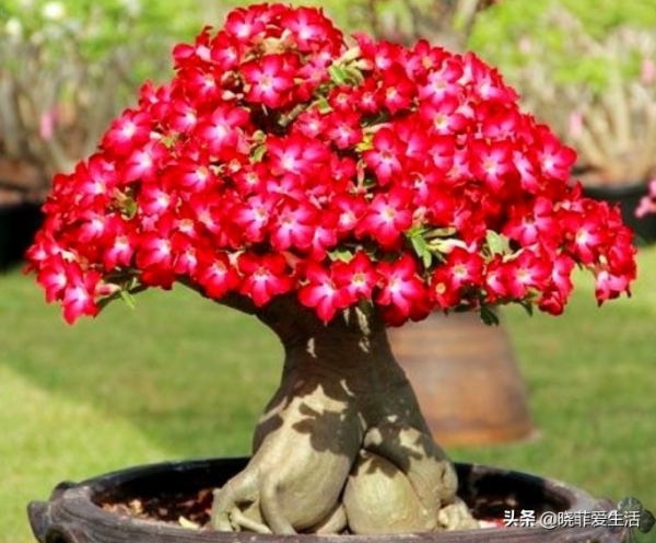 容易被水澆死的“14種花”，手太勤反而養不活