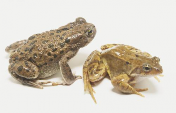 體重6斤多眼睛直徑2.5釐米，世上最大的蛙，蝌蚪跟鵝蛋差不多大