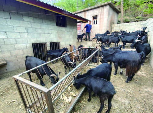 農民養羊發家,有一套管理很優越,出欄週期短、效益高 農民養羊發家,有一套管理很優越,出欄週期短、效益高