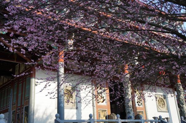 古寺梅花開，花期正當時