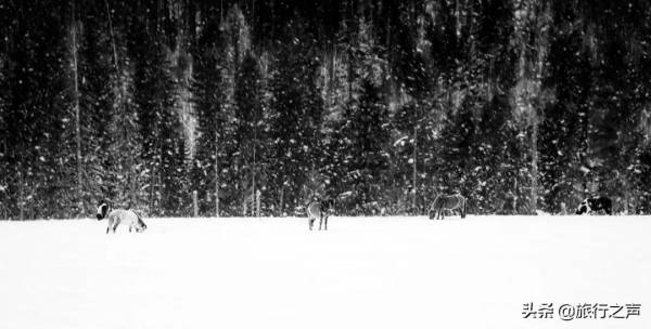 冬季的喀納斯很少有人發現它的美，整個畫面都是純粹的克萊因藍