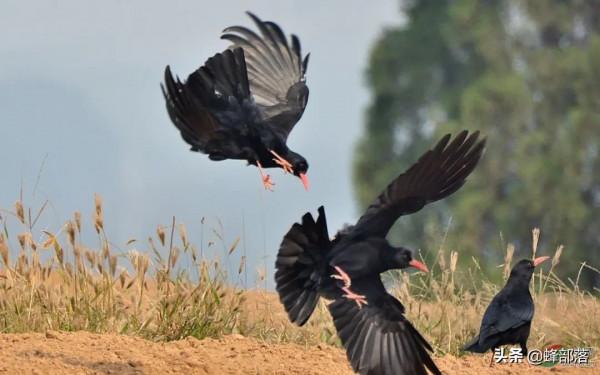 過去農村常見的“報喪鳥”,為啥如今無影無蹤?4個原因 過去農村常見的“報喪鳥”,為啥如今無影無蹤?4個原因