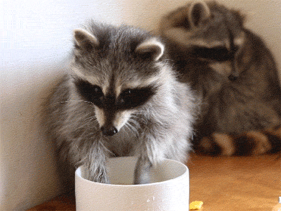 它們來啦!羊駝、設特蘭矮馬、浣熊等一大波萌寵,等你來圍觀 它們來啦!羊駝、設特蘭矮馬、浣熊等一大波萌寵,等你來圍觀