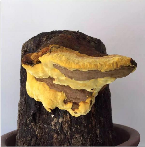 桑黃是怎麼形成的?被稱為“森林黃金”的桑黃,值不值千元一斤? 桑黃是怎麼形成的?被稱為“森林黃金”的桑黃,值不值千元一斤?