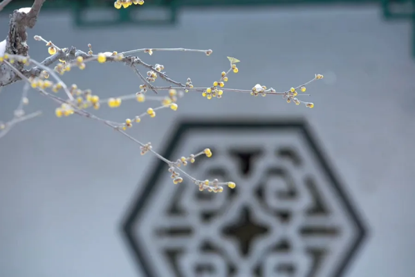 九九消寒，最適合做這些風雅小事