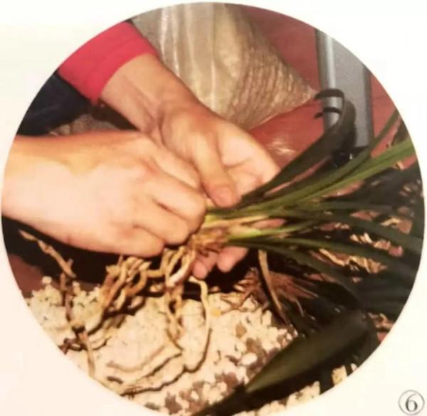 蘭花移栽的正確方法,避免操作過程中那些易犯錯的小細節 蘭花移栽的正確方法,避免操作過程中那些易犯錯的小細節