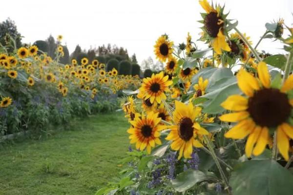 花語世界門票不限量免費送!金秋國潮花海強勢來襲!五大方式免門票! 花語世界門票不限量免費送!金秋國潮花海強勢來襲!五大方式免門票!