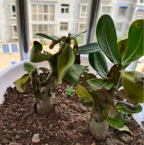 10種花,小盆“擠著養”,不爛根,植株旺,花苞突突冒 10種花,小盆“擠著養”,不爛根,植株旺,花苞突突冒