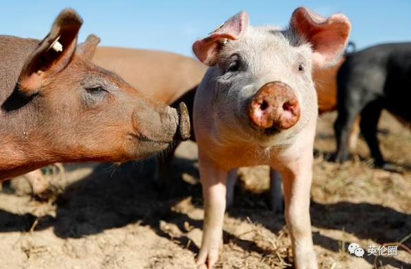 能源短缺導致英國肉類庫存將在兩週之內吃完 能源短缺導致英國肉類庫存將在兩週之內吃完