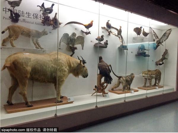 北京三家關於動物的博物館,帶你發現動物從古至今的那些秘密 北京三家關於動物的博物館,帶你發現動物從古至今的那些秘密