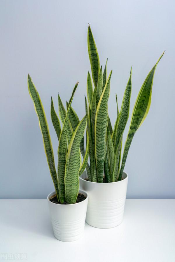 6種花，勤快的人養不好，扔盆裡不管一直髮新芽