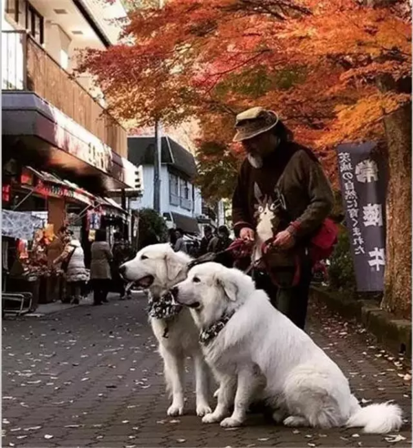 這才是大白熊正確的開啟方式，除了萌那就是炒雞萌