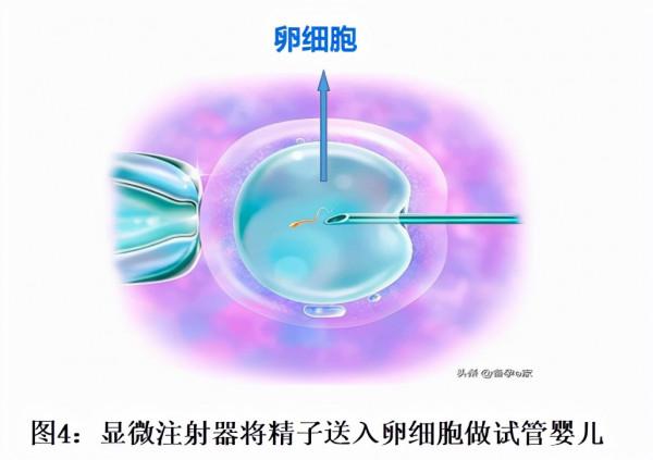 基因改造專案1：顯微注射法的原理及應用