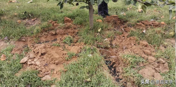 果樹爛根死樹的原因分析及應對措施