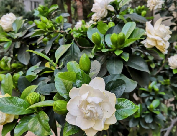 秋天逛花市，5種植物不要買，因為到了冬季養不活